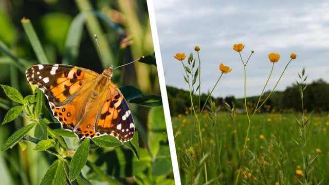 Biodiversität im Garten fördern: Mit dieser Experten-Regel "kann man nicht viel falsch machen" Biodiversität im Garten fördern