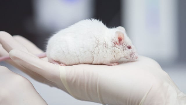 Alternativen zu Tierversuchen: Welche es gibt und warum die Forschung weiter auf Tiere setzt Tierversuche Alternativen