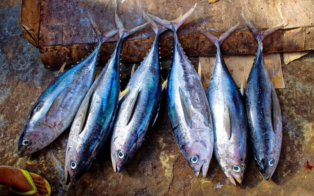 Thunfisch ist begehrt, 60% der Bestände sind jedoch bereits überfischt, erste Arten bedroht. Thunfisch ist begehrt, 60% der Bestände sind jedoch bereits überfischt, erste Arten bedroht.