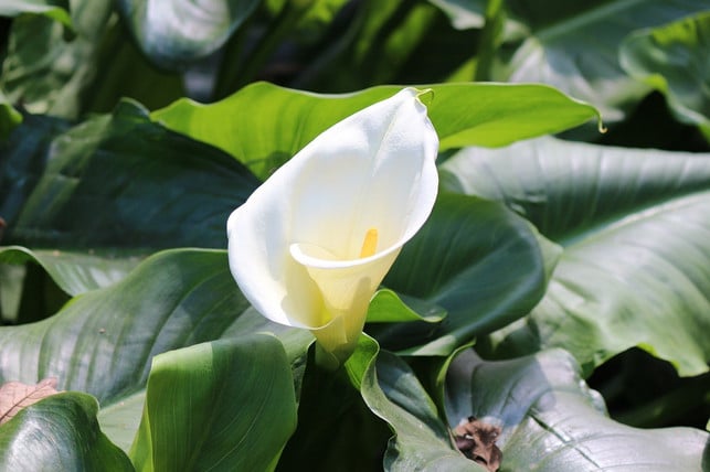 nach-dem-ueberwintern-kannst-du-die-calla-im-mai-wi-cc0-pixabay-kcssm-231030_download Nach dem Überwintern kannst du die Calla im Mai wieder einpflanzen.
