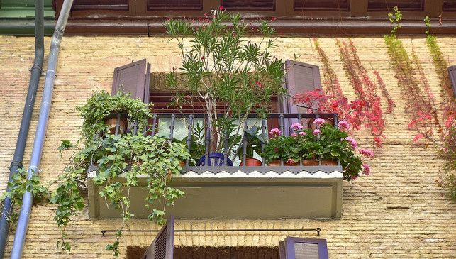 die-whippersnapper-fuehlen-sich-auch-auf-dem-balkon-cc0-pixabay-gerhard_romero-181014_download Alte Tomatensorten: Die Whippersnapper fühlen sich auch auf dem Balkon wohl.