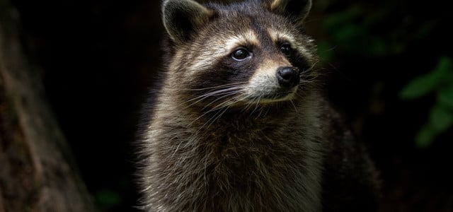 Waschbär vertreiben