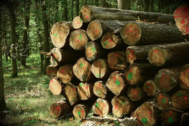 holz-aus-nachhaltiger-forstwirtschaft-erkennst-du-cc0-pixabay-congerdesign-200507_download Holz aus nachhaltiger Forstwirtschaft erkennst du an einer entsprechenden Zertifizierung.