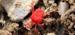 rote samtmilben