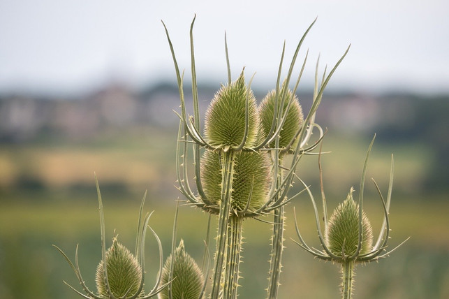 die-hochwachsende-wilde-karde-ist-einfach-zu-pflan-cc0-pixabay-didgeman-200914_download Die hochwachsende Wilde Karde ist einfach zu pflanzen.