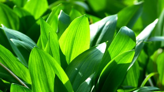 baerlauch-pflanzen-cc0-pixabay-loggawiggler-191206 Bärlauch pflanzen