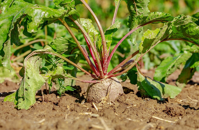 rote-bete-kannst-du-auch-in-deinem-garten-pflanzen-cc0-pixabay-couleur-200219_download Rote Bete kannst du auch in deinem Garten pflanzen.