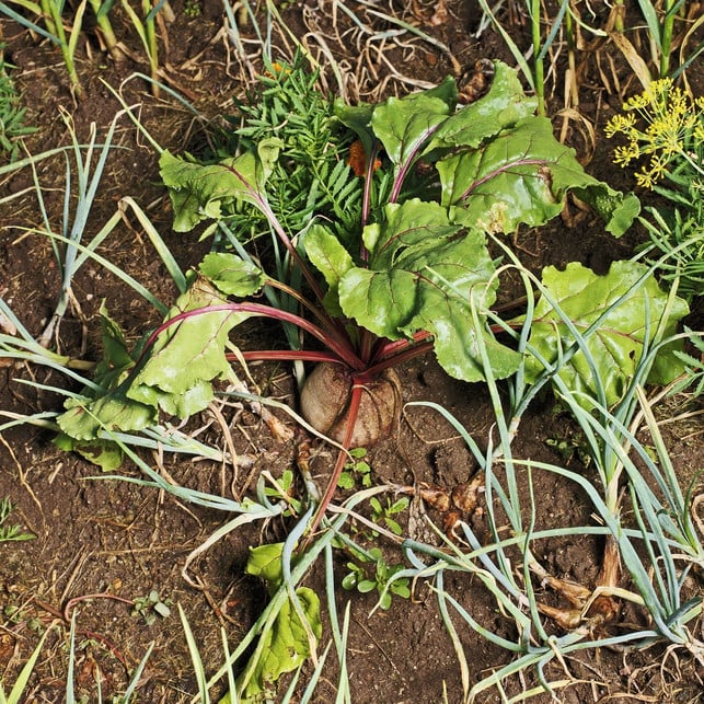 in-den-blaettern-der-roten-bete-sind-besonders-viel-cc0-pixabay-andreas160578-190320_download In den Blättern der Roten Bete sind gesunde Vitamine enthalten.