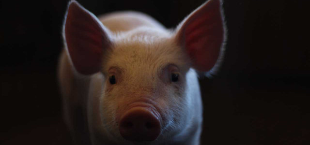 CO2-Methode: Recherche offenbart brutale wie legale Praktik im Schweinestall