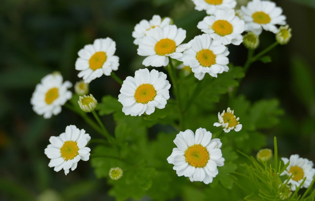 das-mutterkraut-ist-als-traditionelles-arzneimitte-cc0-pixabay-diefia-190615_download Das Mutterkraut ist als traditionelles Arzneimittel anerkannt