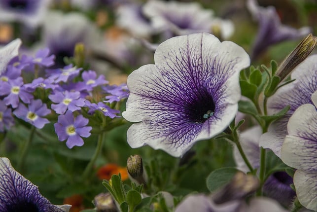 nachtschattengewaechse-bezaubern-mit-schoenen-blueten-cc0-pixabay-jackmac34-190228_download Nachtschattengewächse bezaubern mit schönen Blüten