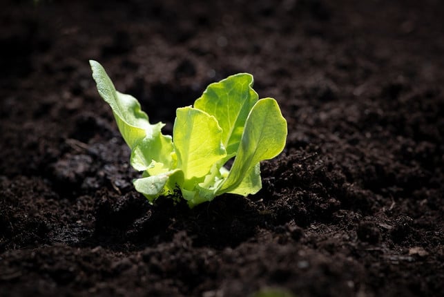 salat-ist-ein-blattgemuese-das-du-bereits-frueh-im-cc0-pixabay-pezibear-240111_download Salat ist ein Blattgemüse, das du bereits früh im Jahr vorziehen kannst.