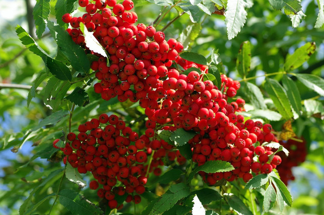 beeren-wie-die-der-eberesche-sind-bei-weichfutterf-cco-pixabay-arcaion-171018_download Vogelfutter selbst machen: Beeren wie die der Eberesche sind bei Weichfutterfressern beliebt.