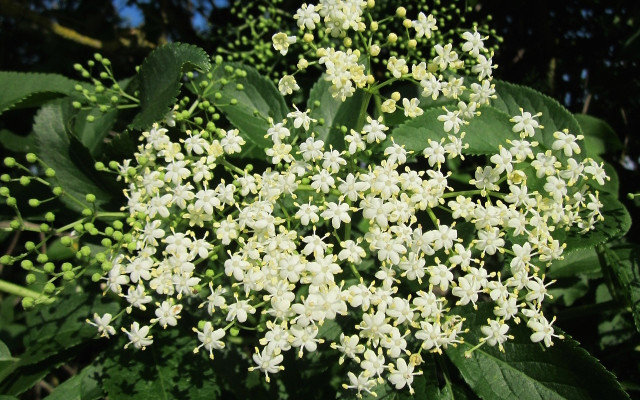 holunderblten-kannst-du-je-nach-region-und-standort-von-mai-bis-juli-sammeln-cc0-public-domain-pixabay-wikimediaimages-170623-1 Holunderblüten kannst Du je nach Region und Standort von Mai bis Juli sammeln.