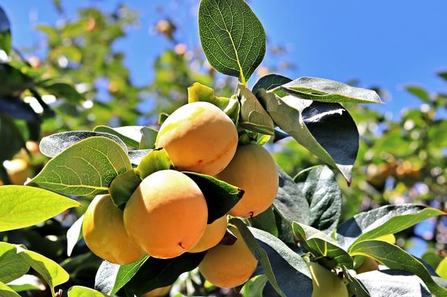 der-aprikosenbaum-gedeiht-auch-im-kuebel-gut-cc0-pixabay-svetlbel-200130_download Der Aprikosenbaum gedeiht auch im Kübel gut.