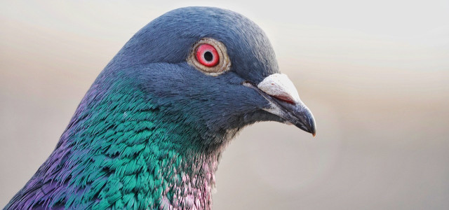 In Tokio soll ein Mann mit seinem Wagen in eine Gruppe Tauben gefahren sein.