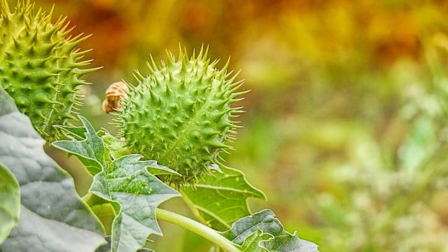 Common thornapple: How do I recognize this poisonous plant? - Techzle