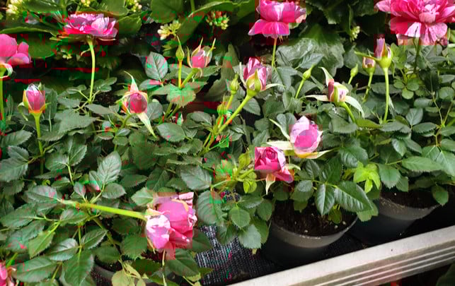 rosen-topf-mini-kaufen1-230207-1920x1209 Auch wenn die Rose für Liebe steht: Zum Valentinstag Schnittrosen zu verschenken ist keine gute Idee. Die Blumen kommen meist aus dem globalen Süden und haben eine schlechte Klimabilanz. Außerdem sind die meisten Rosen mit gefährlichen Pestiziden belastet. Sind Mini-Rosen im Topf eine gute Alternative zum Rosenstrauß?