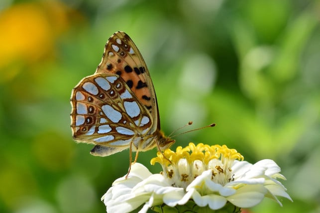 die-ungefuellte-zinnia-lockt-viele-bestaeuber-an-vo-cc0-pixabay-jggrz-250227_download Die ungefüllte Zinnia lockt viele Bestäuber an, vor allem Schmetterlinge.