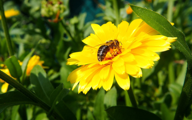 bienenweide-pflanzen-ringelblume-pb-cc0-180412-1280x800 Bienenweide: Ringelblume