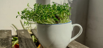 Kresse ist gesund Nährwerte und Vitamine des frischen Krauts Utopia.de