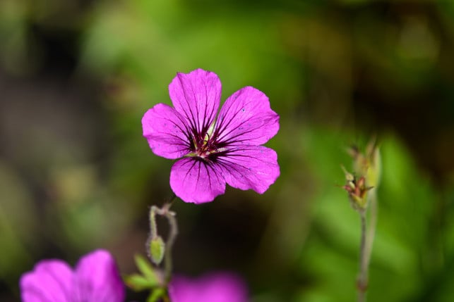 viele-storchschnabel-arten-gehoeren-zu-den-schnellw-cc0--pixabay--mabelamber-250504_download Viele Storchschnabel-Arten gehören zu den schnellwachsenden Stauden.