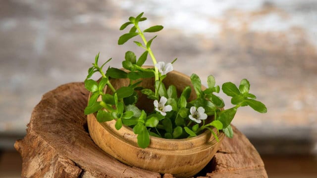 brahmi-stockadobecomwasanajai-230817 brahmi