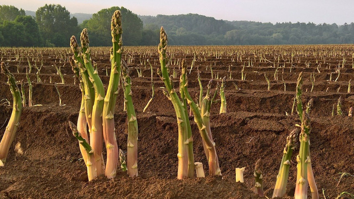 Spargel pflanzen: Das musst du fr eine eigene Spargelernte beachten -  Utopia.de