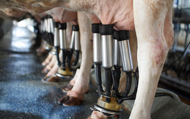 Kuhmilch oder laktosefreie Milch? Milch aus Massentierhaltung