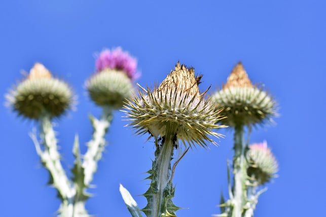 die-bluetenboeden-der-eselsdistel-kannst-du-aehnlich-cc0-pixabay-capri23auto-210203_download Die Blütenböden der Eselsdistel kannst du ähnlich wie Artischocken zubereiten.