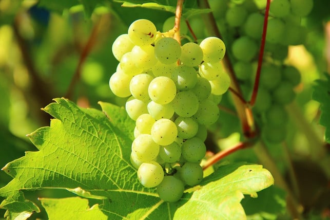 verjus-wird-aus-unreifen-gruenen-trauben-hergestell-cc0-pixabay-optimusius1-240618_download Verjus wird aus unreifen grünen Trauben hergestellt.