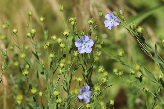 Flax tea is obtained from flax.