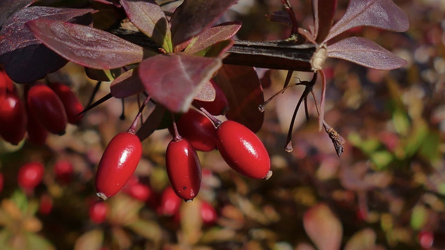 die-berberitze-ist-eine-sehr-pflegeleichte-und-rob-cc0-pixabay-zibik-200129_download Die Berberitze ist eine sehr pflegeleichte und robuste Pflanze, die kaum von Schädlingen befallen wird.