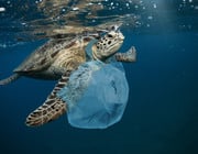 Plastikmüll im Meer: Die wahren Ursachen