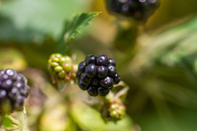 Brombeere vs. Maulbeere Das ist der Unterschied Utopia.de
