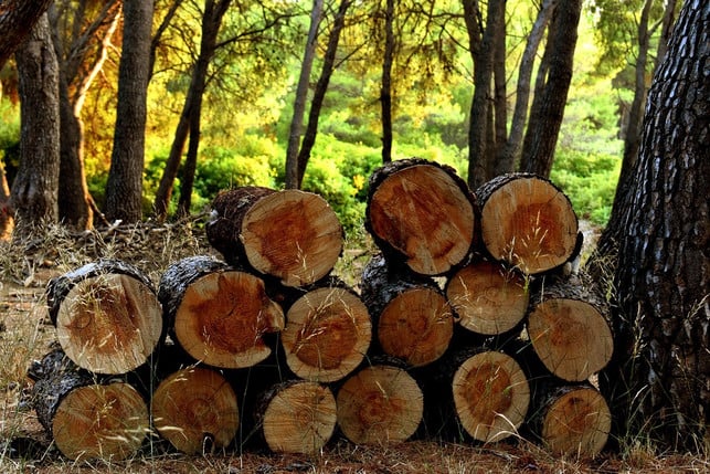 holz-ist-ein-klimafreundlicher-brennstoff-aber-es-cc0-pixabay-marijana1-220926_download Holz ist ein klimafreundlicher Brennstoff, aber es gibt einige Dinge zu beachten.