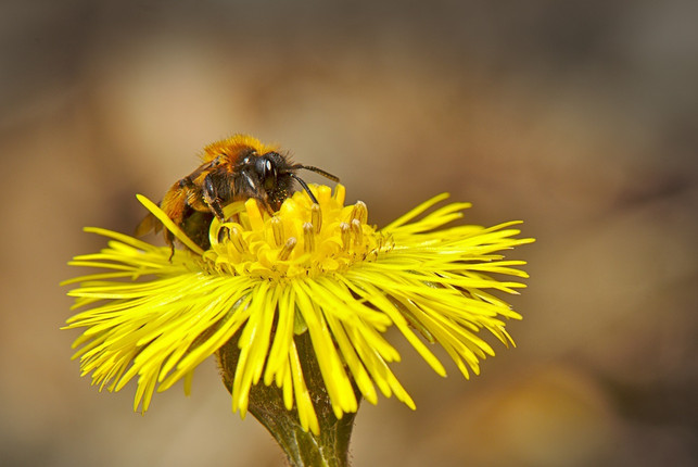 huflattich-bietet-wildbienen-nahrung-im-fruehling-cc0-pixabay-derweg-230427_download Huflattich bietet Wildbienen Nahrung im Frühling.