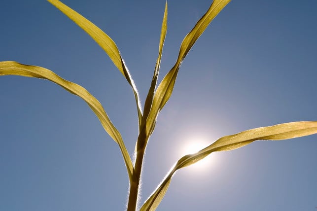 The connection between heat and psyche could be due to the stress hormone cortisol.