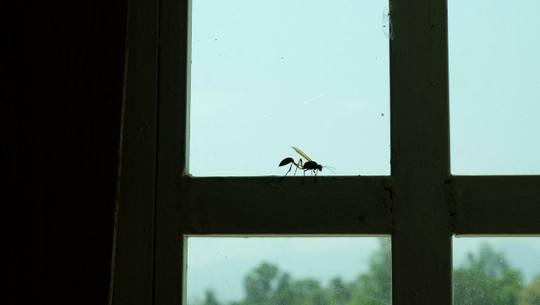 trick-insekten-fenster-cc0-pixabay-jan9589-220714 Trick Insekten Fenster