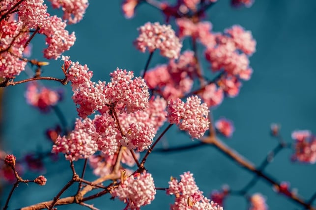 die-gattung-virbunum-umfasst-einige-wunderschoene-a-cc0-pixabay-couleur-210105_download Die Gattung Virbunum umfasst einige wunderschöne Arten.