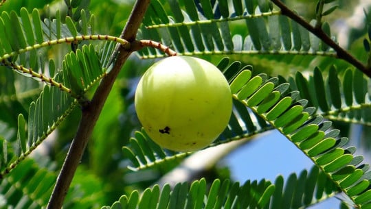 amla-oel-indische-gansbeere-cc0-pixabay-sarangib-191007 amla öl indische Gansbeere