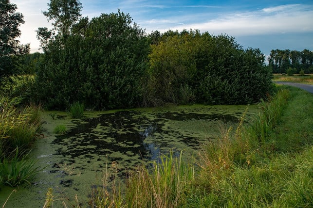 neueste-studien-sehen-die-wasserlinse-wegen-ihres-cc0-pixabay-joergip31-210315_download Neueste Studien sehen die Wasserlinse wegen ihres hohen Proteingehalt als mögliche Nahrungsquelle der Zukunft.