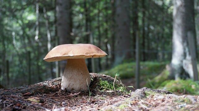 einer-der-beliebtesten-speisepilze-der-steinpilz-cc0-pixabay-palkarlsen-220930_download Willst du Pilze sammeln, solltest du die Sorten sicher bestimmen können.