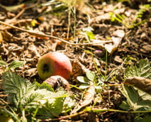 Äpfel, Nüsse, Kastanien: Wo du sie sammeln darfst – und wo nicht