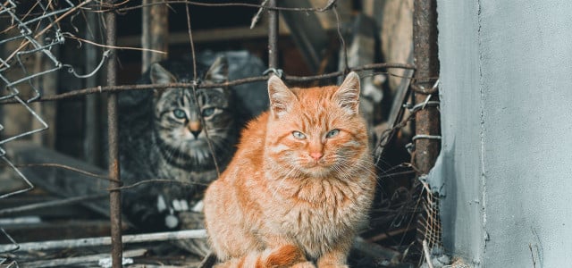 Streunerkatze gefunden