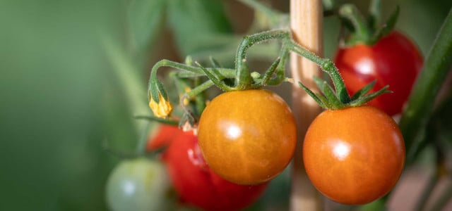 Expert:innen: Einfacher Trick macht eigene Tomaten aromatischer