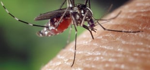 Gegen nervige Mücken helfen viele Pflanzensorten