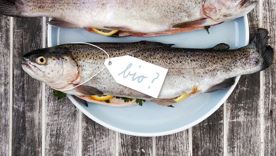 fisch-bio-us-gregor-moser-201027-1280x720 Bio-Fisch
