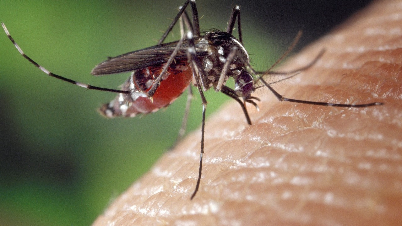 DIY Bio Mückenschutz - ätherische Öle gegen Mücken