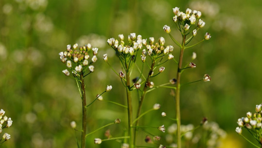 hirtentaeschlkraut-cc0-pixabay-hans-190102 Hirtentäschlkraut